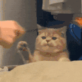 萌宠 猫咪 打你 呆萌 可爱