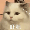 萌宠 猫咪 吓肥 呆萌 可爱
