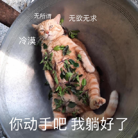 我躺好了表情包猫咪图片