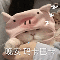 萌宠 猫咪 晚安玛卡巴卡 呆萌 可爱