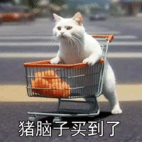 萌宠 猫咪 猪脑子买到了 呆萌 可爱