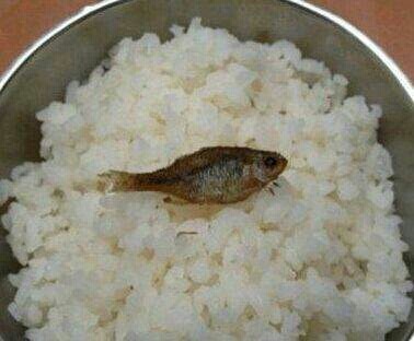 鱼gif米饭gif饭碗gif大米gif