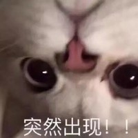 萌宠 猫星人 突然出现 惊讶 搞怪 逗