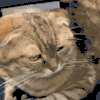 萌宠 猫咪 打 呆萌 可爱