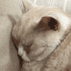 萌宠 猫咪 不想看 呆萌 可爱