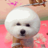 萌宠 狗狗 剪头发 呆萌 可爱