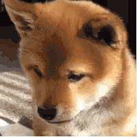 萌宠 狗狗 无语 呆萌 可爱