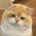 萌宠 猫咪 哭 呆萌 可爱