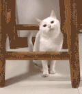 萌宠 猫咪 可怜 呆萌 可爱