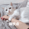 萌宠 猫 委屈 呆萌 可爱