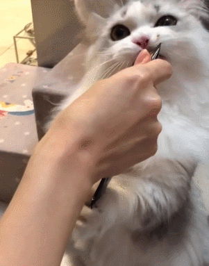 猫咪手指表情包图片