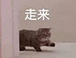 萌宠 猫咪 走来 呆萌 可爱