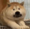 萌宠 狗狗 生气 呆萌 可爱