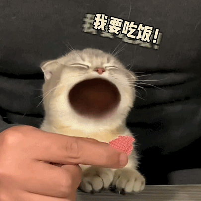 猫咪 我要吃饭 沙雕 可爱