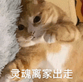 萌宠 猫咪 灵魂离家出走 呆萌 可爱