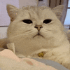 萌宠 猫 看 呆萌 可爱