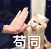 萌宠 猫咪 苟同 呆萌 可爱