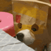 萌宠 狗狗 傻 呆萌 可爱