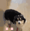 萌宠 狗狗 泥回来辣 呆萌 可爱