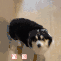 萌宠 狗狗 泥回来辣 呆萌 可爱