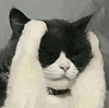 萌宠 猫咪 抱头 呆萌 可爱