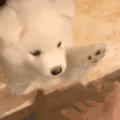 萌宠 狗狗 握手 呆萌 可爱