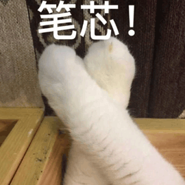 萌宠 猫 猫咪 喵星人 爪子 比心 笔芯 撩