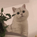 萌宠 猫咪 盯 呆萌 可爱