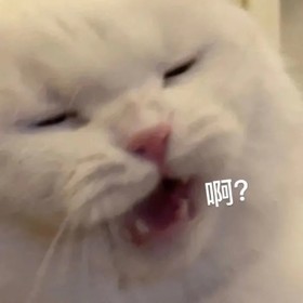 萌宠 猫 啊 生气 呆萌 可爱