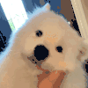 萌宠 狗狗 无奈 呆萌 可爱