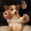 萌宠 猫咪 你别过来 我怕狗 呆萌 可爱