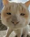 萌宠 猫咪 看 呆萌 可爱