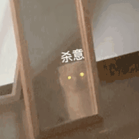 萌宠 猫咪 杀意 呆萌 可爱