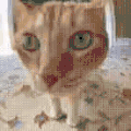 萌宠 猫咪 想吃 呆萌 可爱