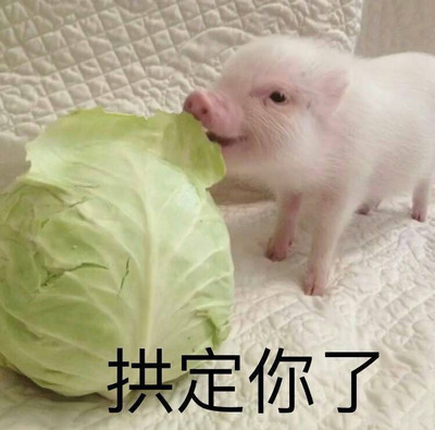 猪拱白菜搞笑表情包图片