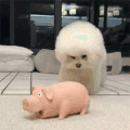 萌宠 狗狗 打猪 呆萌 可爱