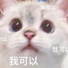 萌宠 猫星人 我可以 好的 呆萌 可爱