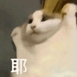 萌寵 貓咪 耶 呆萌 可愛