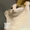 萌宠 猫咪 耶 呆萌 可爱