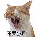萌宠 猫咪 不要@我 呆萌 可爱