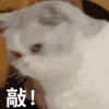 萌宠 猫咪 敲 呆萌 可爱