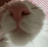 萌宠 猫咪 睡觉 呆萌 可爱