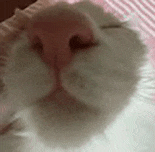萌宠 猫咪 睡觉 呆萌 可爱