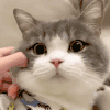 萌宠 猫 捏你 呆萌 可爱