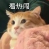 萌宠 猫星人 看热闹 好奇 呆萌 可爱