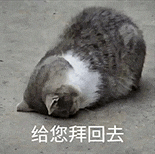 萌宠 猫咪 给您拜回去 呆萌 可爱