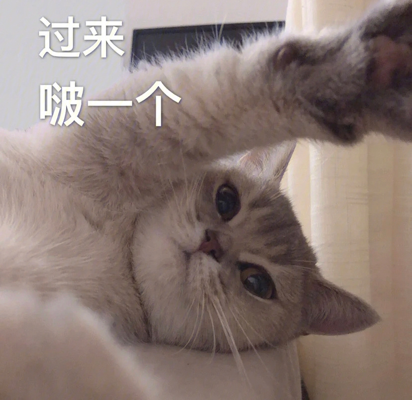 猫咪开心表情包搞笑图片