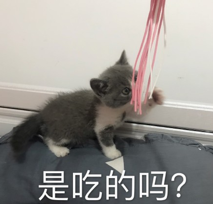 喵星人逗猫棒可爱萌宠魔性gif动图