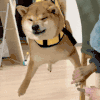 萌宠 狗狗 生气 呆萌 可爱