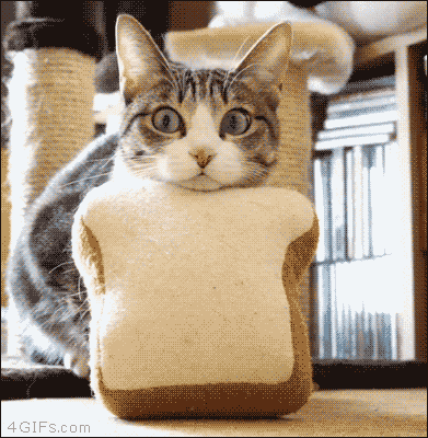 大圆子猫表情包动图图片